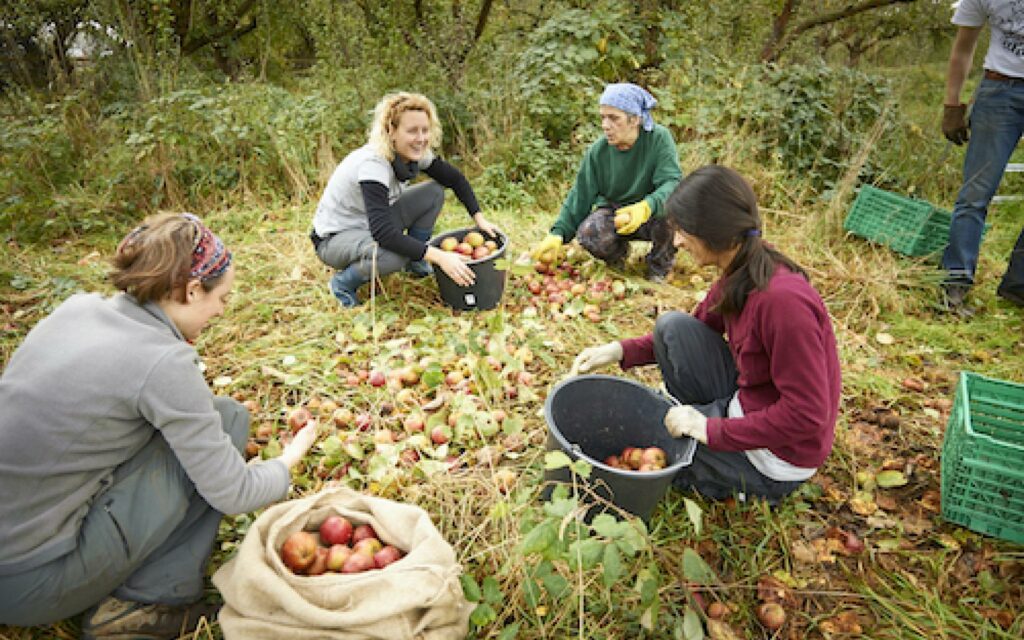 Ernte auf Streuobstwiese mundraub